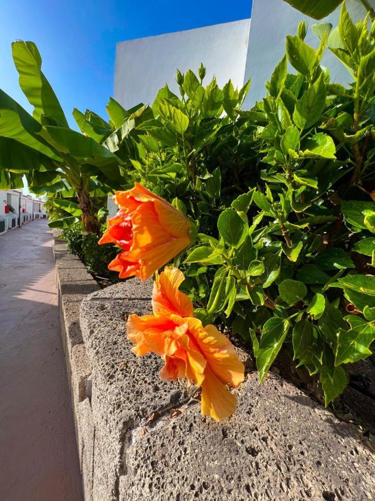 Apartament Malibu Blue Costa Adeje  Εξωτερικό φωτογραφία